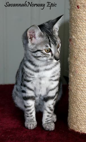 SavannahNorway Epic silver savannah cat. Photo: Camilla Hesby Johnsen